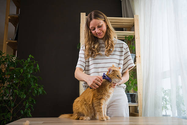istock Woman brushing ginger cat at home with brush tool 2203249352