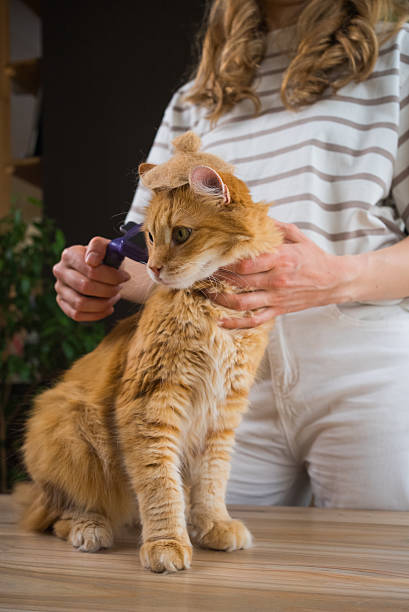 istock Woman combing her ginger cat with furminator tool 2203249582