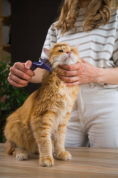 istock Woman combing ginger cat with furminator on table 2203250044
