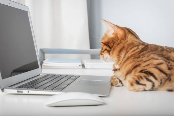 istock Cat works on computer at home or in office. 2203250260
