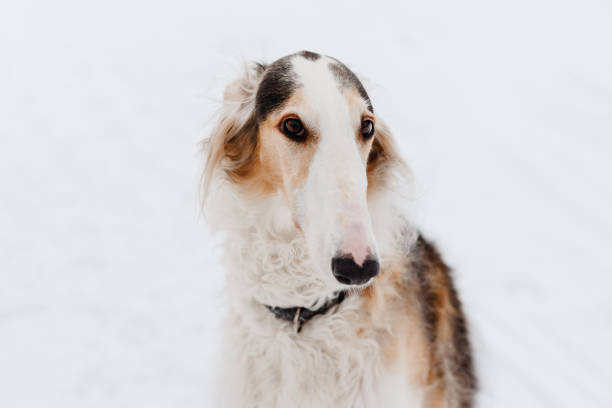 istock greyhound dog standing on snow 2203251615