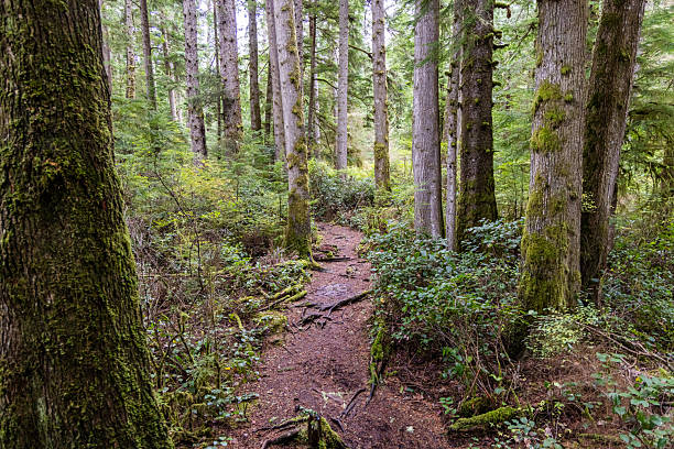 istock Serene Forest Pathway On Vancouver Island, British Columbia, Canada 2203252484