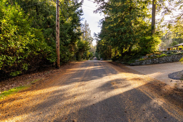 istock Sunlit Forest Path on Vancouver Island in Victoria BC 2203252548