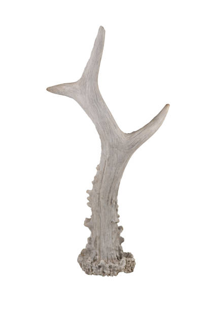 istock Natural roe deer antler Capreolus Gray isolated on white background. 2203253108