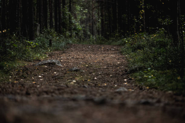 A tranquil forest path stretching amidst tall trees, basked in dappled light, evokes a serene ambiance.