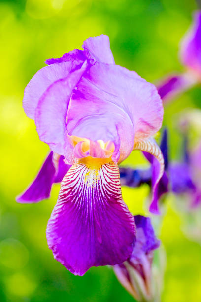 istock Close-up of a Iris germanica blossom in spring 2203254274