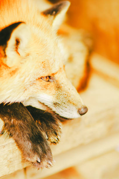 istock There are foxes at village of Miyagi. 2203254377
