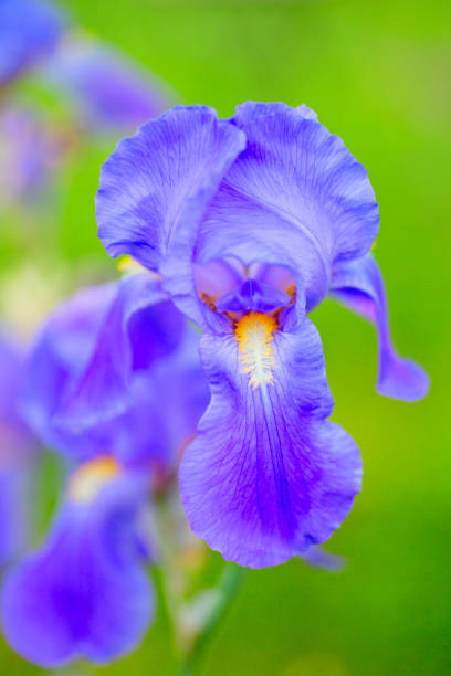 istock Close-up of a Iris germanica blossom in spring 2203254505