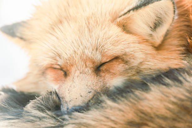 istock There are foxes at village of Miyagi. 2203254643