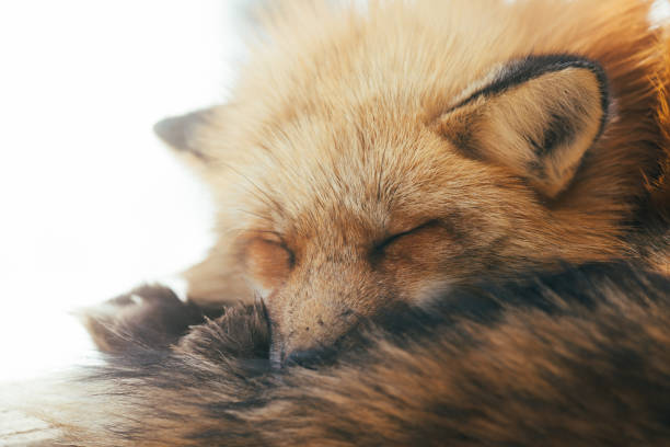 istock There are foxes at village of Miyagi. 2203254652