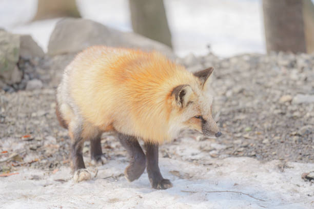 There are foxes at village of Miyagi.