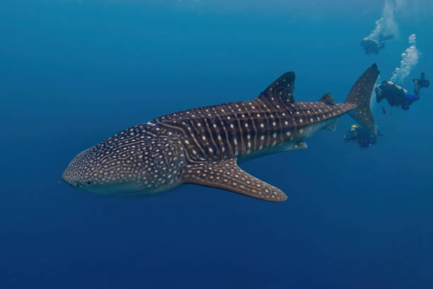 Juvenile whale shark (Rhincodon typus) showing propeller scars (from head to tail fin) along its left side (Maldives north atolls)