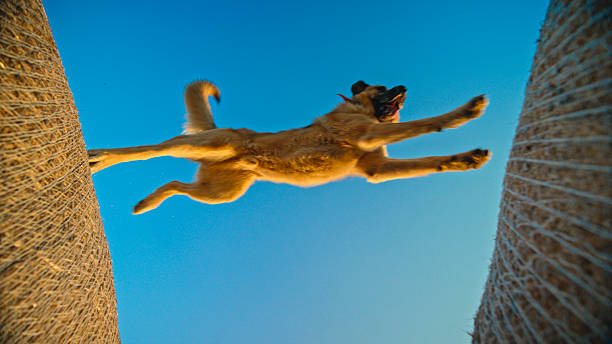 An energetic Anatolian Shepherd mid-leap outdoors between two hay bales under a vivid blue sky, showcasing agility and freedom on a sunny day.