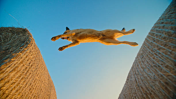 A powerful Anatolian Shepherd dog leaps gracefully between two hay bales outdoors at sunset. The clear blue sky and golden light emphasize motion and freedom.