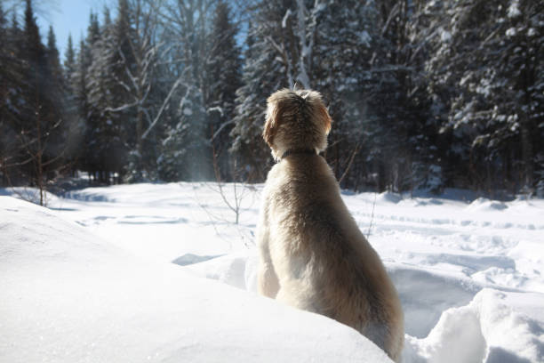 Teenage girl in winter gear, playing outside and throwing her dog snowballs and watching him jump, a series of photos with different shots of them playing. Photograph taken in Northern Wisconsin after a heavy snowfall on a beautiful winter day in the girls front yard of her rural country home. Dog is an Australian Shepherd and Husky mix.