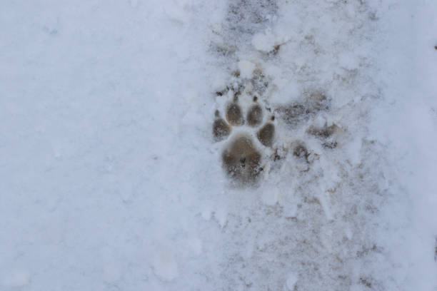 dogs foot print stock photo