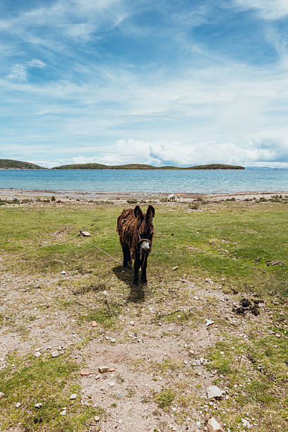 Brown donkey on grassy meadow near a lake, tethered with rope. Idyllic rural setting with distant rolling hills under a bright sky.