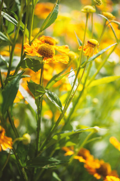 istock Bright yellow flowers bloom vibrantly in the summer sunlight 2203266516