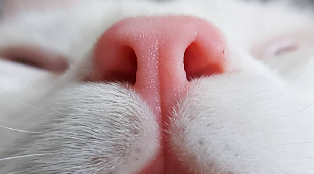 istock White cat sleeping, face, nose close-up. 2203267988