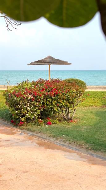 istock Oceanfront luxury elevates tourism appeal, beachfront settings create lavish escapes. Tourism-inspired beachfront stays immerse visitors in oceanfront comfort and grandeur. 2203268041