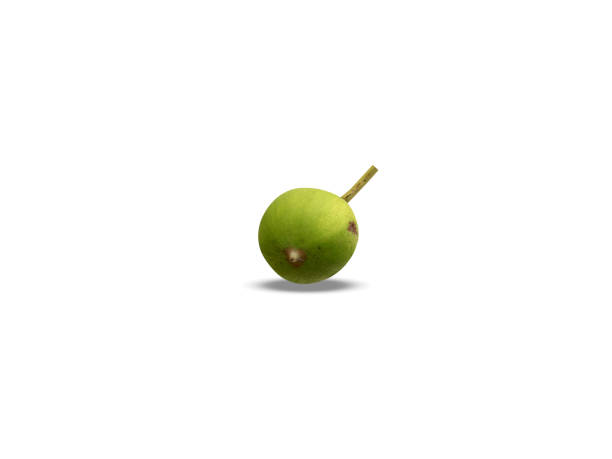 istock Madhuca longifolia or madhuka single green fruit 2203268042