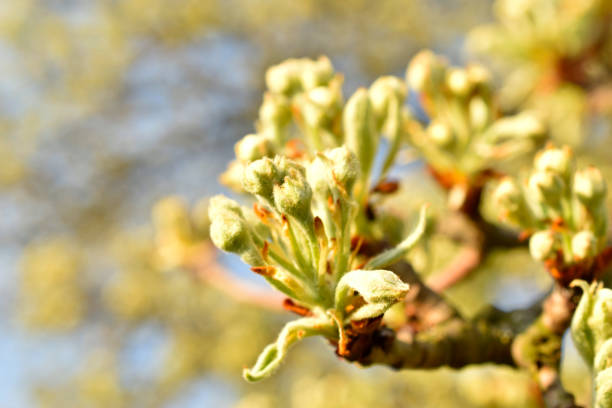 The photo shows an apple tree branch in spring with the first green leaves and flowers that have not yet blossomed.