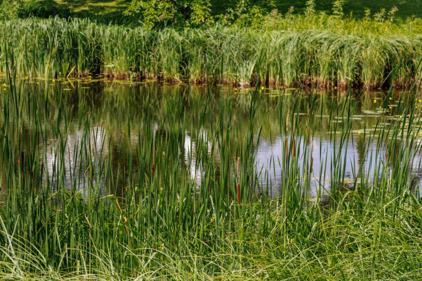 sommertag in einem grossen Park im Norden von Deutschland