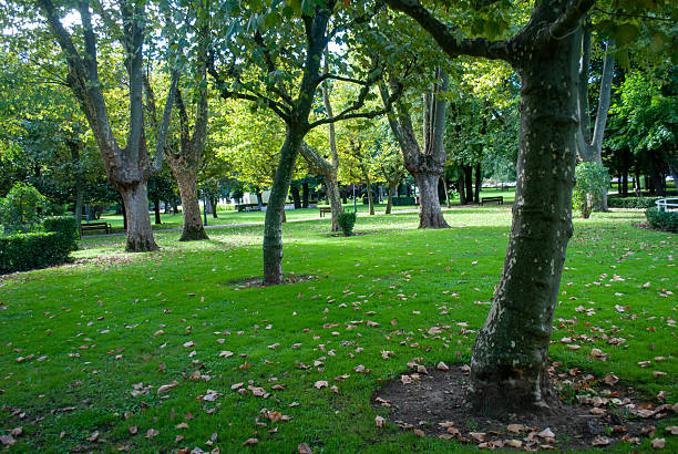 Young tropical trees among larger ones in Chatuchak Park in Bangkok