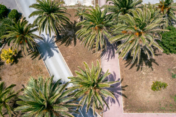 Aerial, top down view of palm trees and walkways in a public park, French Riviera, Cote d' Azur, Southern Freance, Europe.