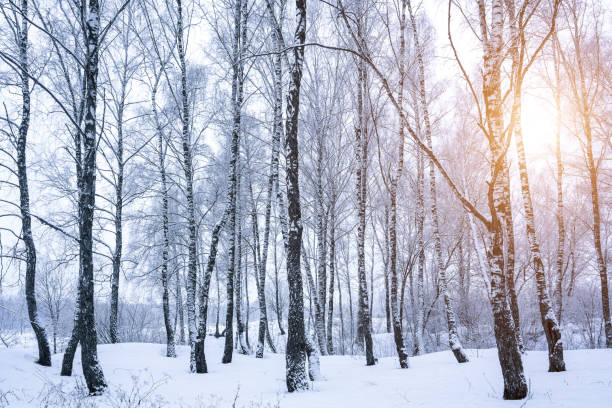 istock Birch grove after a snowfall on a winter. Sunlight breaking through the branches. 2203274044