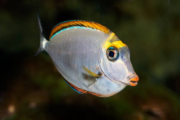 istock Tropical Fish Naso Tang,Unicorn Fish 2203275566