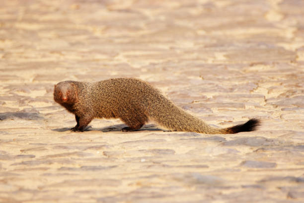 istock Indian or Asian Grey Mongoose (Urva edwardsii) crossing a red earth paved road 2203277001