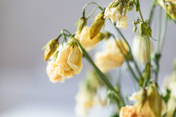 Dried flowers from an old bouquet. Ideal for decoration and creating an atmosphere
