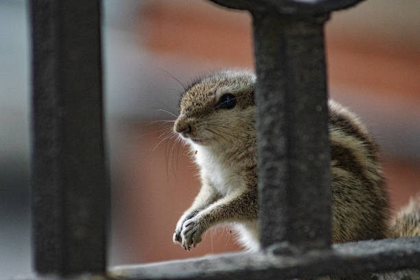 Indian three-striped palm squirrel (Funambulus palmarum) sitting on black iron railings  isolated on a natural background