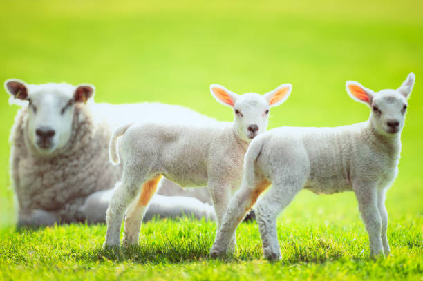 Two young lambs looking to play, with their mother watching on behind.