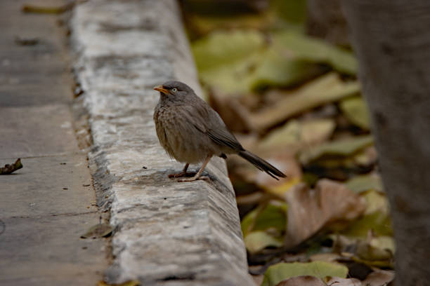 single Jungle Babbler (Argya striata) standing on the edge of a path
