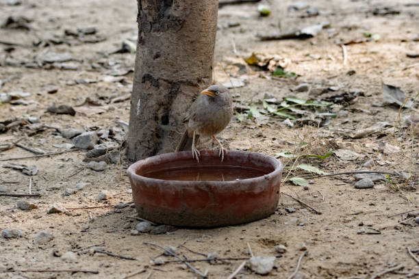 Juvenile Common Myna bird eating a beetle