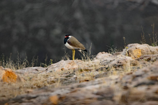 single Red-wattled Lapwing (Vanellus indicus) standing on rocks with dried grass