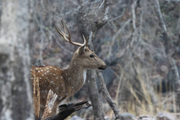 istock Stag or male Chital or Cheetal or Spotted Deer (Axis axis) 2203279659