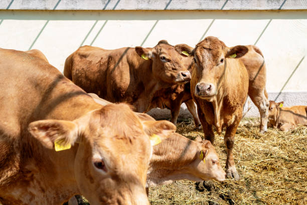 istock Reddish-brown young cows at livestock farm. Domestic cattle. 2203279920