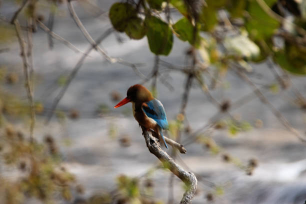 White-Throated kingfisher (Halcyon smyrnensis) sitting on a bare branch