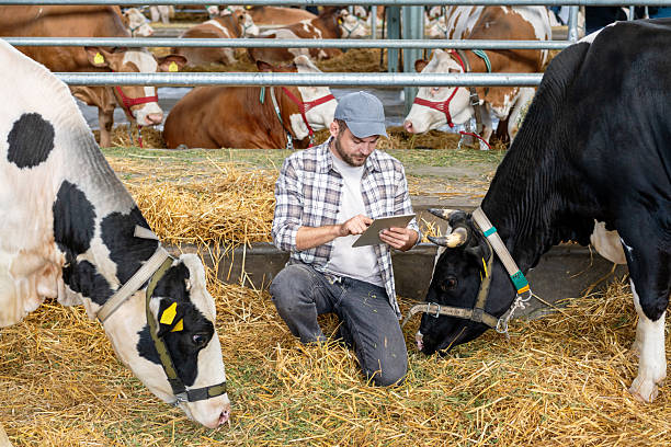 istock Young male farmer using a digital tablet to inspect cows on a livestock farm 2203280054