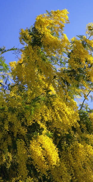 istock Springtime. Acacia dealbata tree ( silver wattle, blue wattle or mimosa ) in full bloom. Branches with bright yellow flowers against blue sky 2203280419