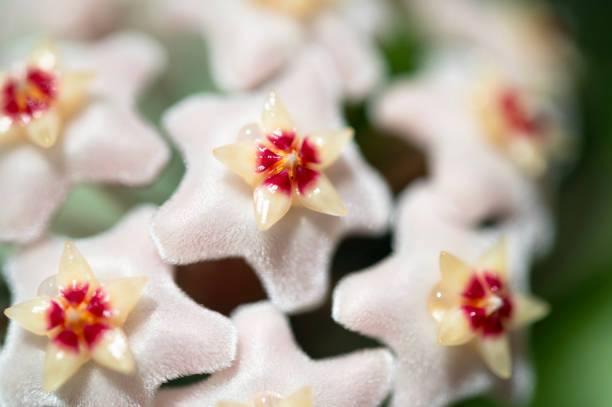 istock Blooming hoya with white petals, macro. 2203281675
