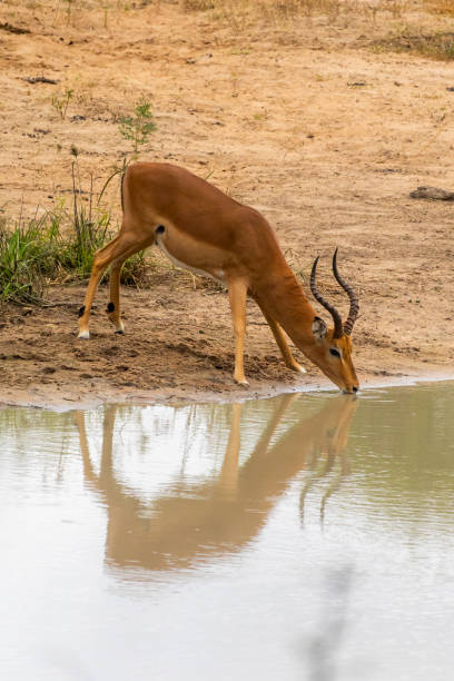 istock An Impala ram drinking water in calm water pool forming a perfect reflection in the Kruger National Park 2203283856