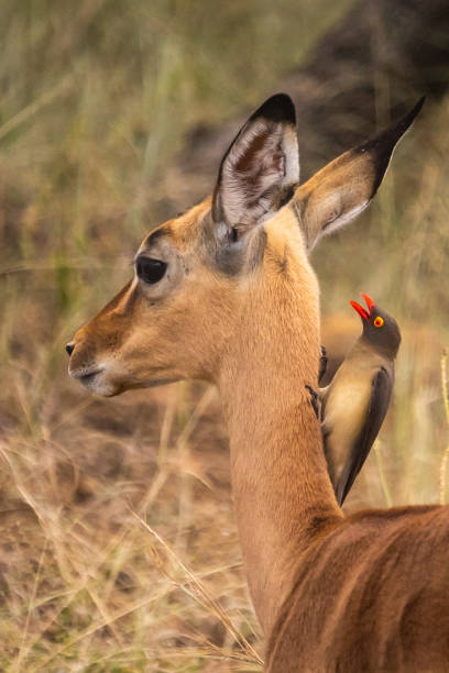 istock A red billed oxpecker sitting on a young Impala, with its beak opening, looking as if it is having a conversation with the curious antelope in the Kruger national Park. 2203283893