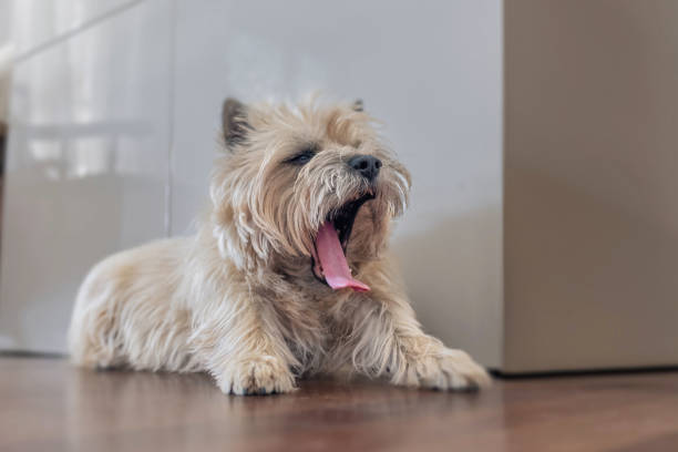 istock The dog yawns while lying on the floor 2203284098