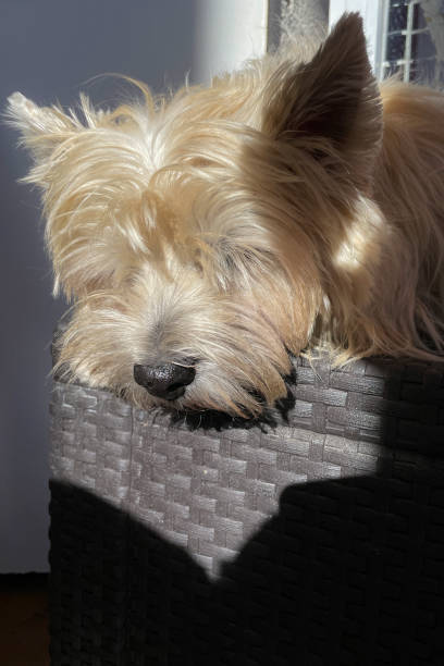 Cairn terrier sunbathing on apartment balcony
