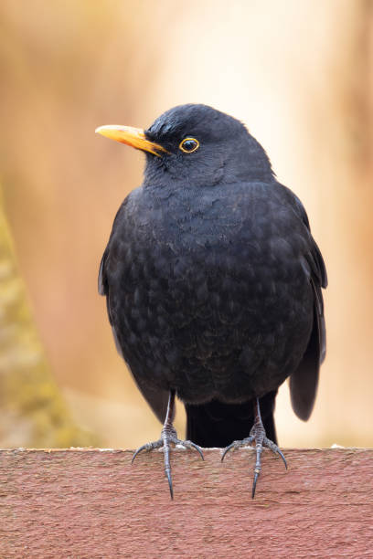 istock male blackbird in beautiful light 2203285012