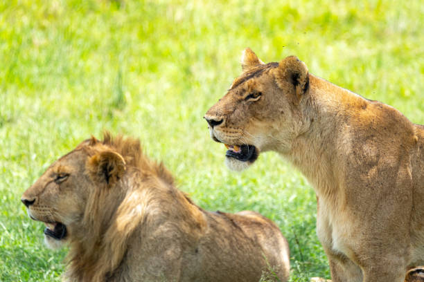 istock Male and Female Lion 2203285102